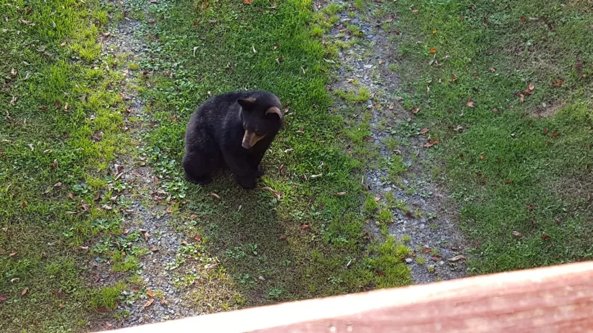 A curious black bear is seen near a grassy pathway, hinting at the presence of local wildlife. The image captures the thrill and wonder of wildlife encounters in a natural mountain setting, reinforcing the importance of responsible cohabitation.